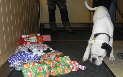 Hunde-Weihnacht 2015