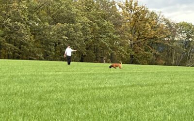 FCI-IFH LMS S.-H. 2025